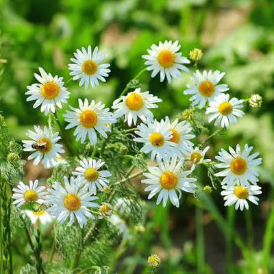 Chamomile : Calm & Sleep Support