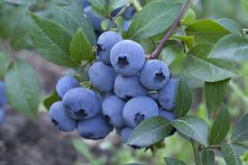 Blueberry Extract