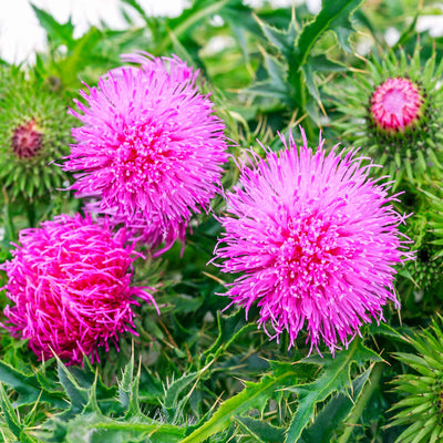Milk Thistle : Liver Support & Detox Defense